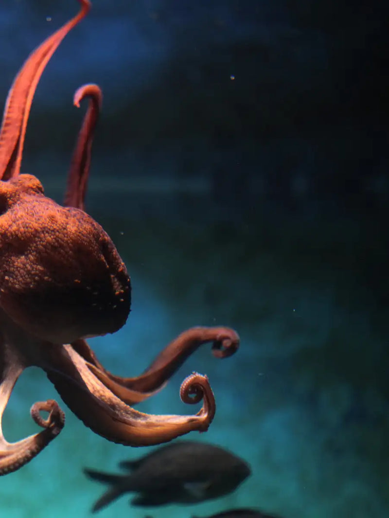 Octopus Vulgaris Wall Art
