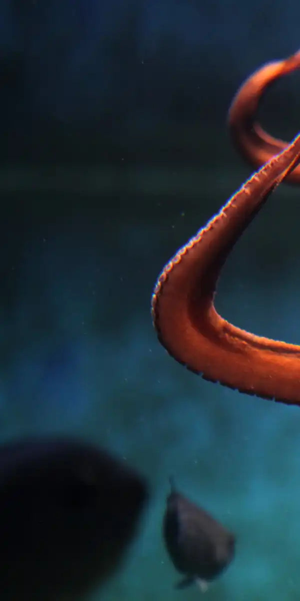 Octopus Vulgaris Wall Art