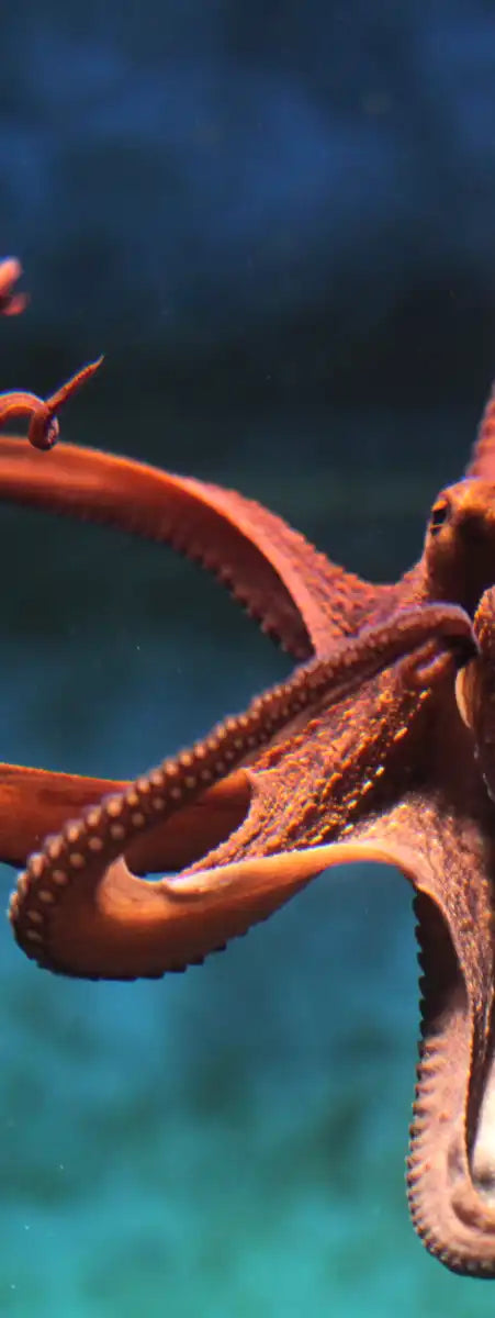 Octopus Vulgaris Wall Art