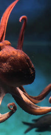 Octopus Vulgaris Wall Art