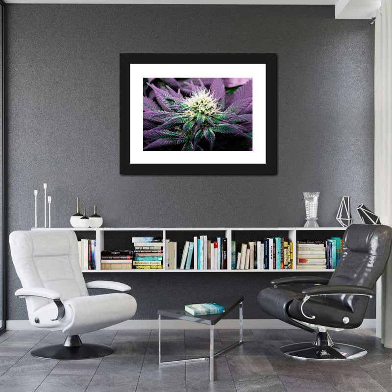 Rare Cannabis Plant Wall Art