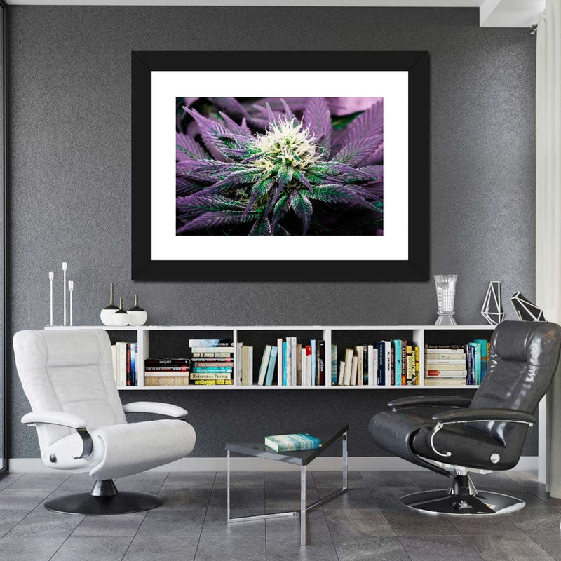 Rare Cannabis Plant Wall Art