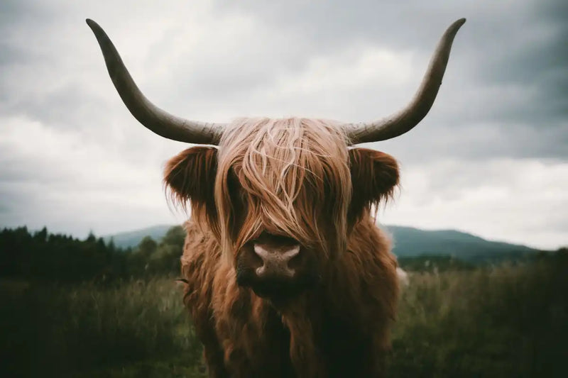Open Field Highland Cow Wall Art