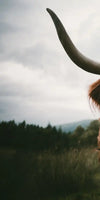 Open Field Highland Cow Wall Art
