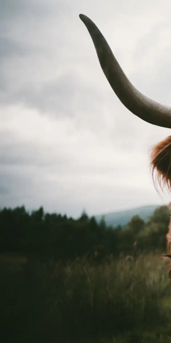 Open Field Highland Cow Wall Art