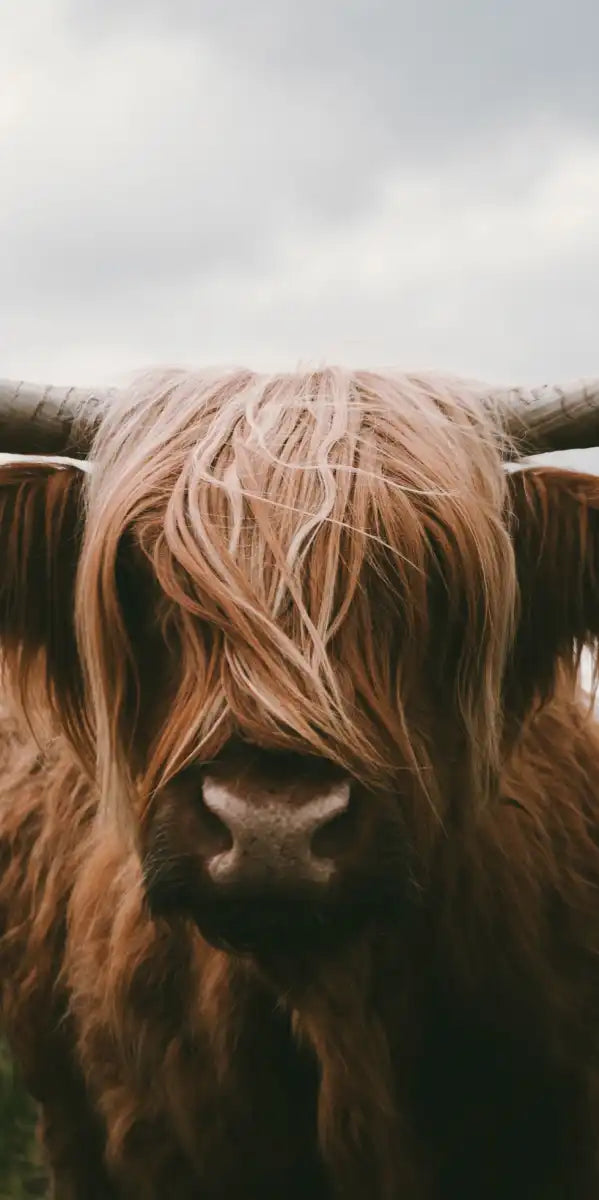 Open Field Highland Cow Wall Art
