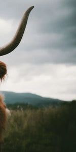 Open Field Highland Cow Wall Art