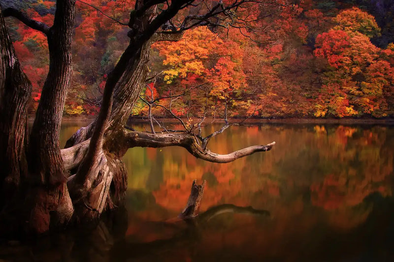 Orange Autumn Lake Wall Art