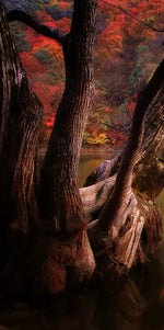 Orange Autumn Lake Wall Art