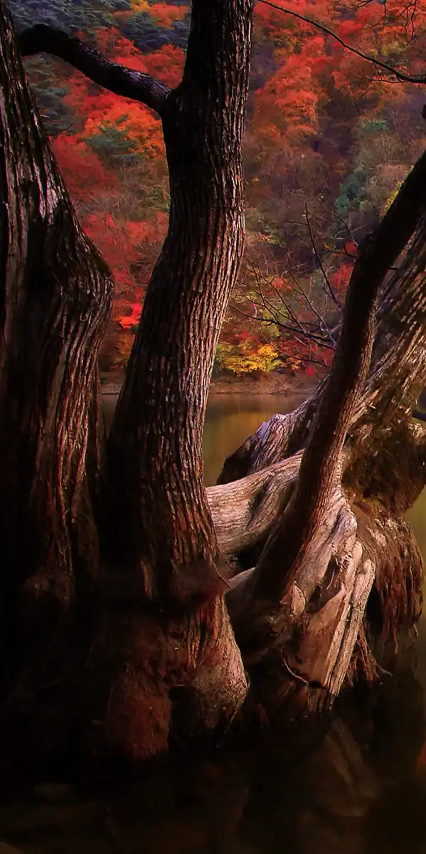 Orange Autumn Lake Wall Art