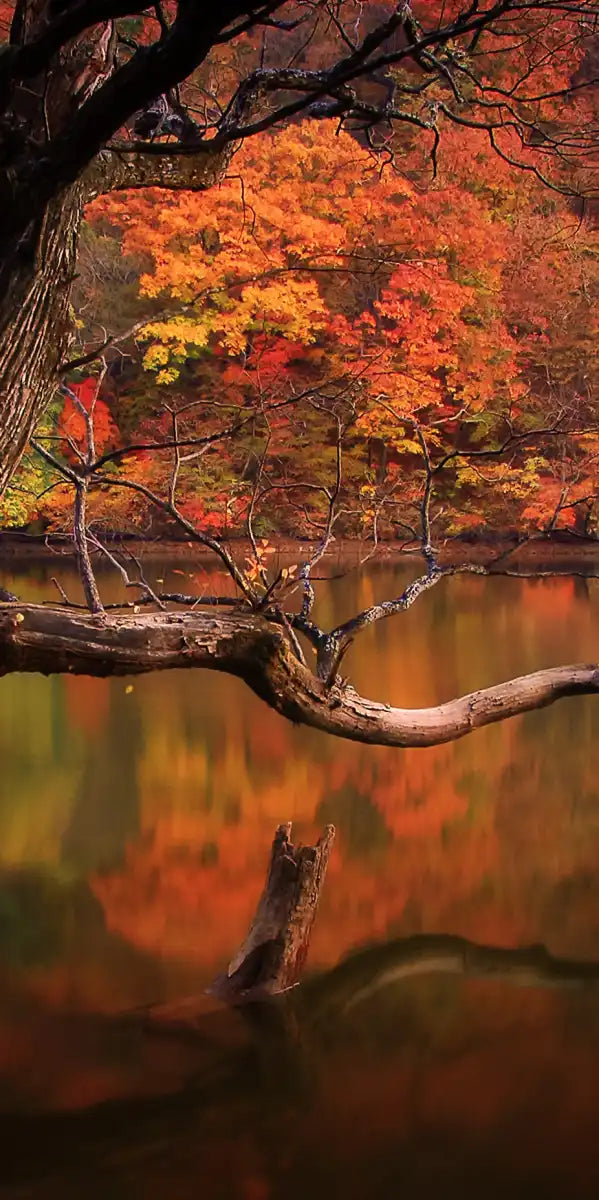 Orange Autumn Lake Wall Art