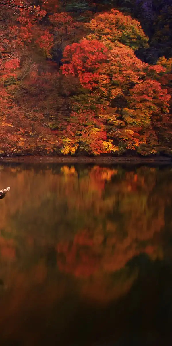 Orange Autumn Lake Wall Art