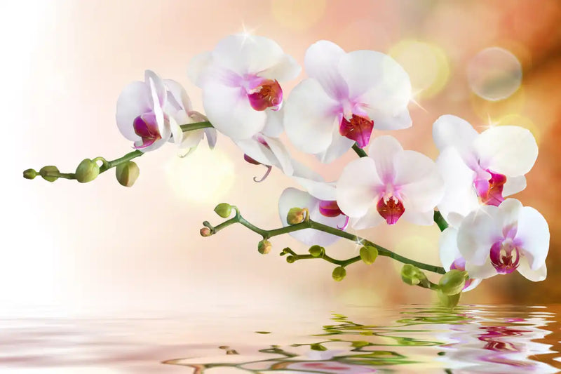 Orchid Flowers On Water Wall Art