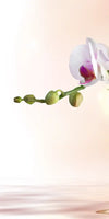 Orchid Flowers On Water Wall Art