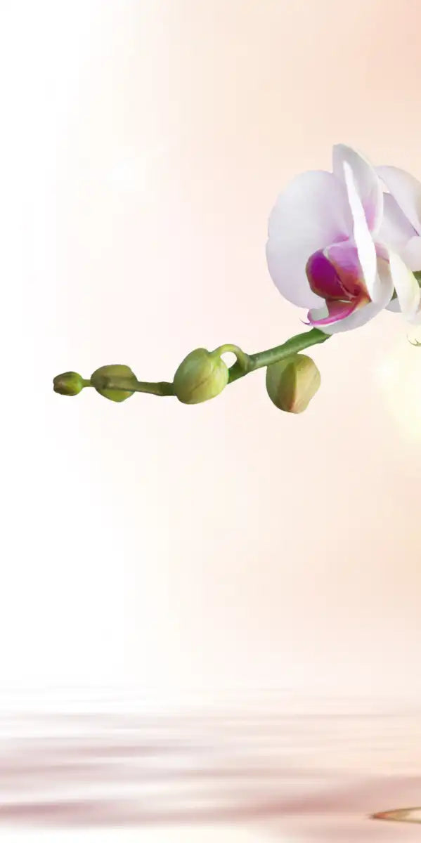 Orchid Flowers On Water Wall Art