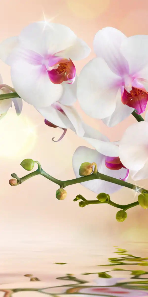 Orchid Flowers On Water Wall Art