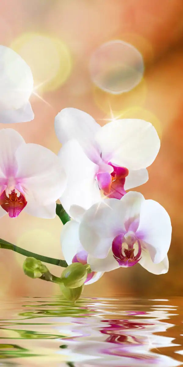 Orchid Flowers On Water Wall Art