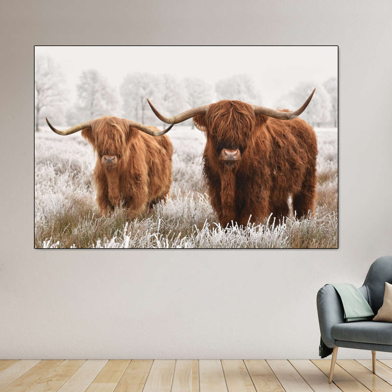Hairy Scottish Highland Cows Wall Art
