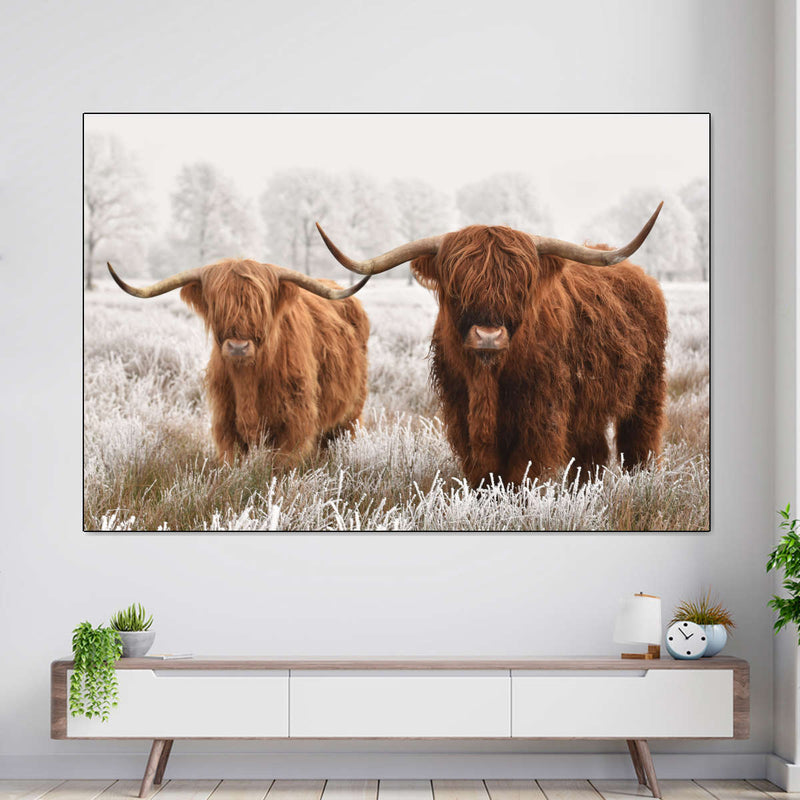Hairy Scottish Highland Cows Wall Art