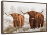 Hairy Scottish Highland Cows Wall Art