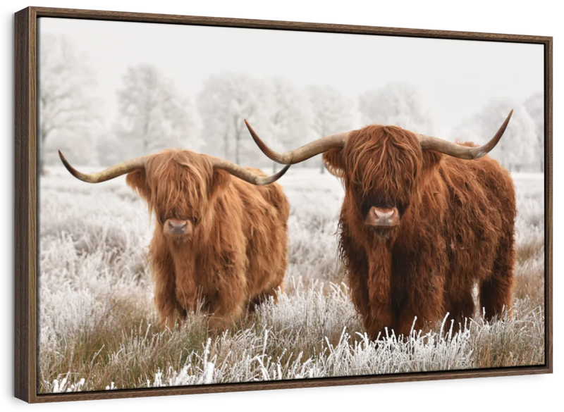 Hairy Scottish Highland Cows Wall Art