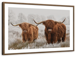 Hairy Scottish Highland Cows Wall Art