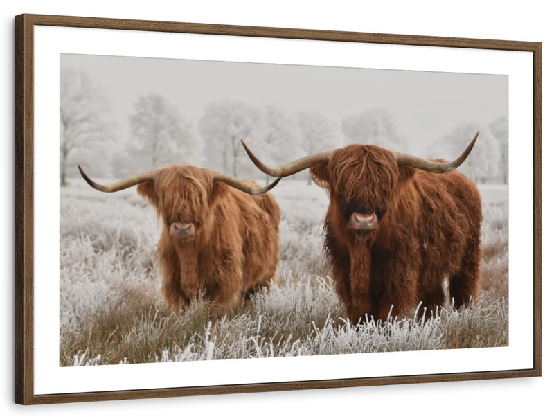 Hairy Scottish Highland Cows Wall Art