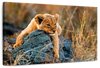 Safari Lion Cub Wall Art