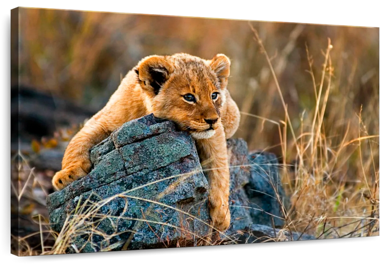 Safari Lion Cub Wall Art