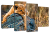 Safari Lion Cub Wall Art