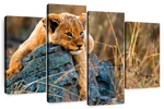 Safari Lion Cub Wall Art