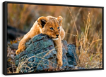 Safari Lion Cub Wall Art