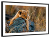 Safari Lion Cub Wall Art