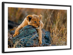 Safari Lion Cub Wall Art