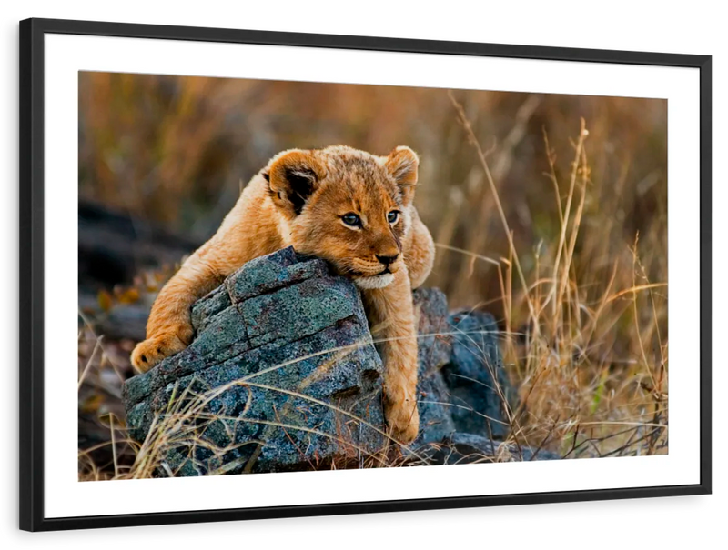 Safari Lion Cub Wall Art