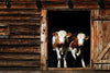 Pair Of Cows Wall Art