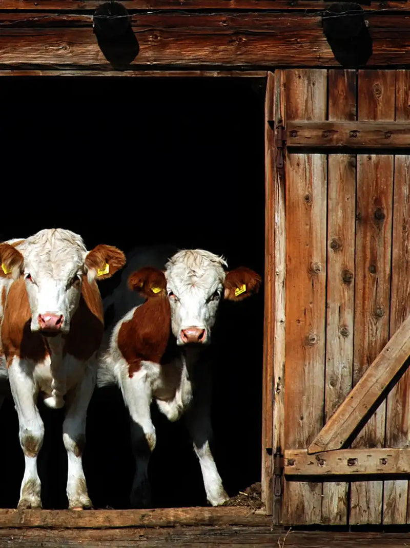 Pair Of Cows Wall Art