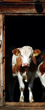 Pair Of Cows Wall Art