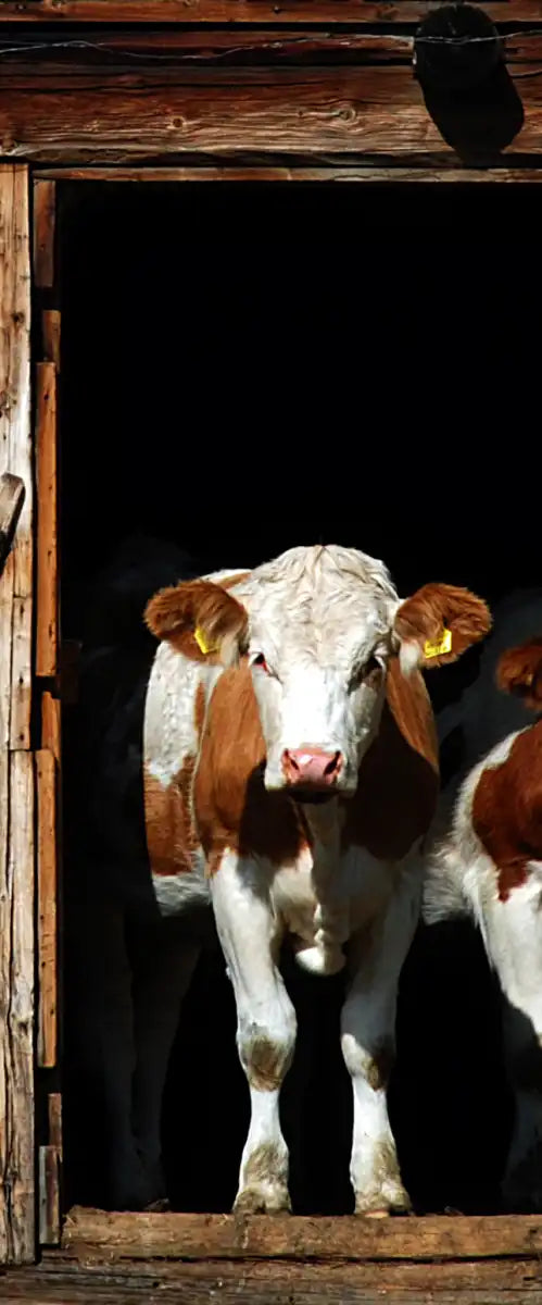 Pair Of Cows Wall Art