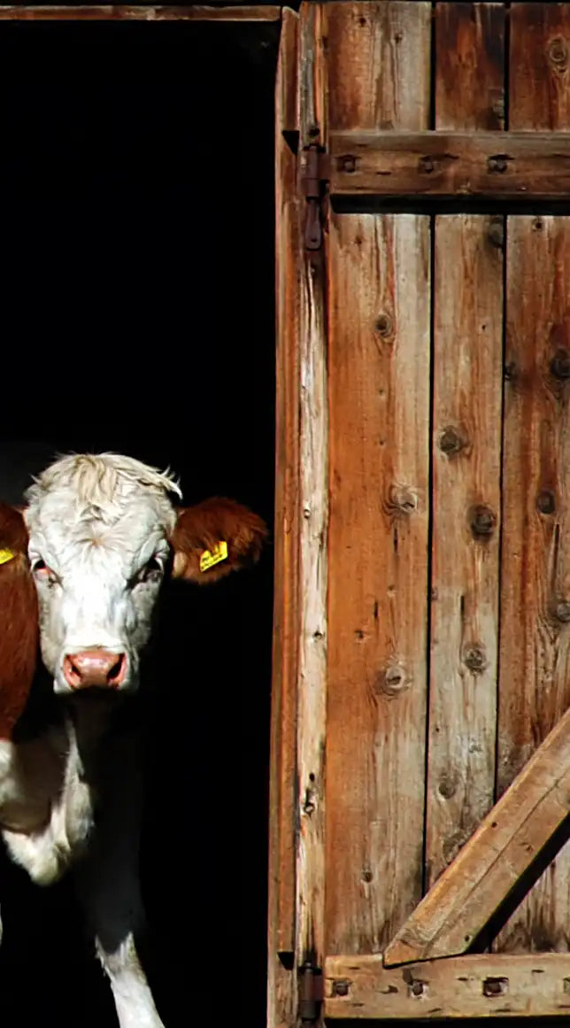 Pair Of Cows Wall Art
