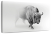 Wild Bison Wall Art
