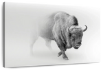 Wild Bison Wall Art