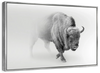 Wild Bison Wall Art