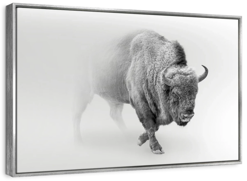 Wild Bison Wall Art