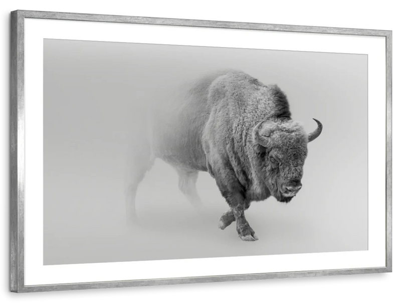 Wild Bison Wall Art