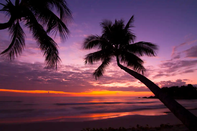 Palm Koh Samui Sunset Wall Art