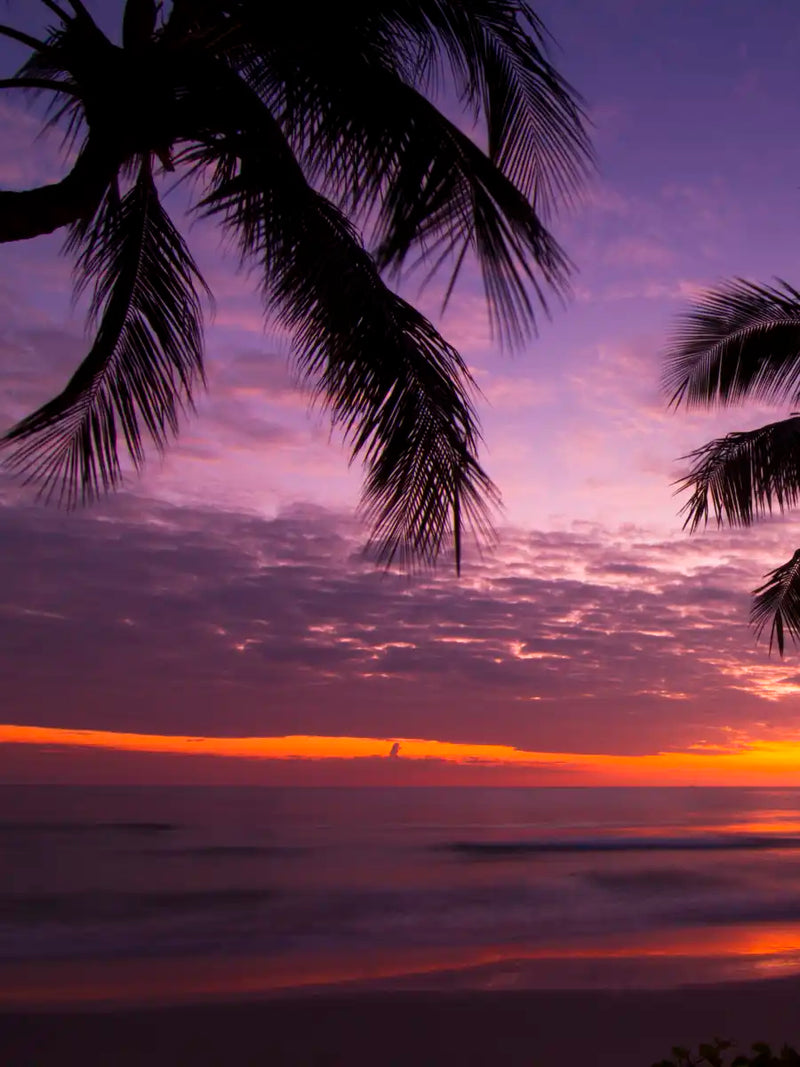 Palm Koh Samui Sunset Wall Art