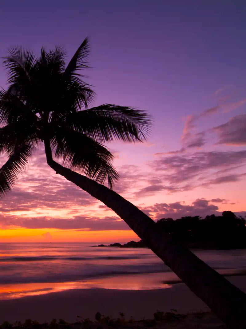 Palm Koh Samui Sunset Wall Art