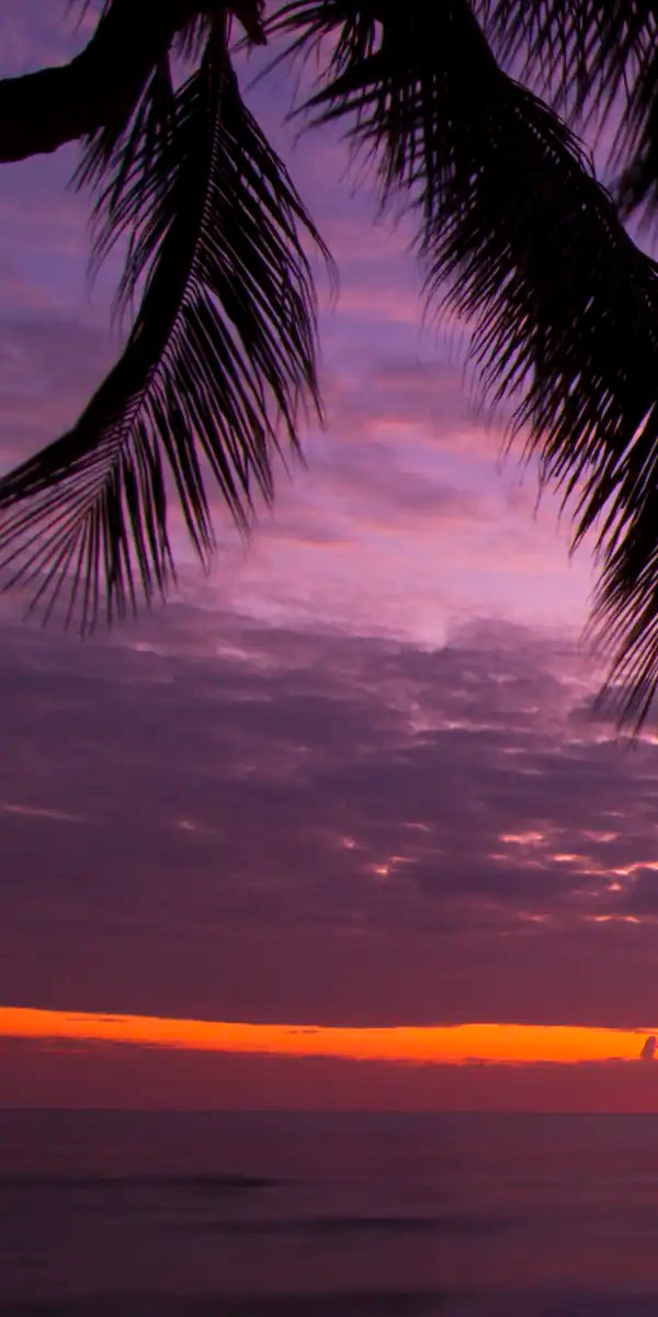 Palm Koh Samui Sunset Wall Art