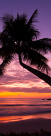 Palm Koh Samui Sunset Wall Art
